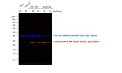 Invitrogen™ Rabbit anti-Mouse IgG (H+L) Cross-Adsorbed Secondary Antibody, Alexa Fluor™ 568