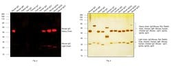 Invitrogen Rabbit anti-Mouse IgG (H+L) Cross-Adsorbed Secondary Antibody,