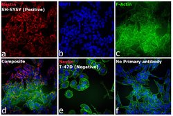 Invitrogen™ Rabbit anti-Mouse IgG (H+L) Cross-Adsorbed Secondary Antibody, Alexa Fluor™ 594