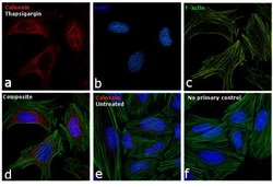 Invitrogen&trade;&nbsp;Rabbit anti-Mouse IgG (H+L) Cross-Adsorbed Secondary Antibody, Alexa Fluor&trade; 594
