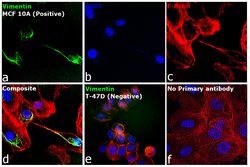 Invitrogen&trade;&nbsp;Goat anti-Rabbit IgG (H+L) Cross-Adsorbed Secondary Antibody, Alexa Fluor&trade; 430