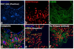 Invitrogen™ F(ab')2-Goat anti-Rabbit IgG (H+L) Cross-Adsorbed Secondary Antibody, Alexa Fluor™ 350