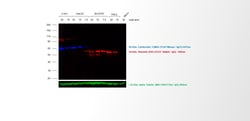Invitrogen F(ab')2-Goat anti-Rabbit IgG (H+L) Cross-Adsorbed Secondary