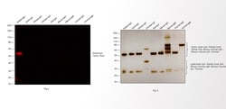 Invitrogen F(ab')2-Goat anti-Rabbit IgG (H+L) Cross-Adsorbed Secondary