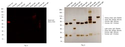 Invitrogen™ F(ab')2-Goat anti-Rabbit IgG (H+L) Cross-Adsorbed Secondary Antibody, Alexa Fluor™ 594