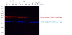 Invitrogen F(ab')2-Goat anti-Rabbit IgG (H+L) Cross-Adsorbed Secondary