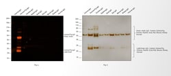 Invitrogen™ Goat anti-Guinea Pig IgG (H+L) Secondary Antibody, Alexa Fluor™ 546