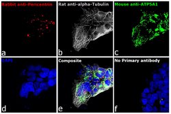 Invitrogen Goat anti-Rat IgG (H+L) Cross-Adsorbed Secondary Antibody, Alexa