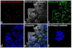 Invitrogen Goat anti-Rat IgG (H+L) Cross-Adsorbed Secondary Antibody, Alexa