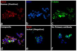 Invitrogen Goat anti-Rat IgG (H+L) Cross-Adsorbed Secondary Antibody, Alexa