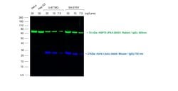 Invitrogen Goat anti-Mouse IgG (H+L) Cross-Adsorbed Secondary Antibody,