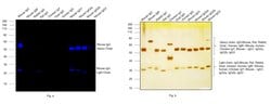 Invitrogen Goat anti-Mouse IgG (H+L) Cross-Adsorbed Secondary Antibody,