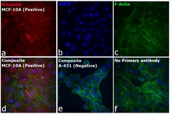 Invitrogen&trade;&nbsp;Goat anti-Rabbit IgG (H+L) Cross-Adsorbed Secondary Antibody, Alexa Fluor&trade; 700