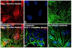 Invitrogen&trade;&nbsp;Goat anti-Mouse IgM (Heavy chain) Cross-Adsorbed Secondary Antibody, Alexa Fluor&trade; 568