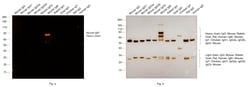 Invitrogen&trade;&nbsp;Goat anti-Mouse IgM (Heavy chain) Cross-Adsorbed Secondary Antibody, Alexa Fluor&trade; 568