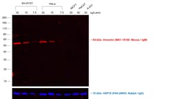 Invitrogen&trade;&nbsp;Goat anti-Mouse IgM (Heavy chain) Cross-Adsorbed Secondary Antibody, Alexa Fluor&trade; 568