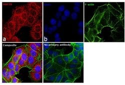 Invitrogen&trade;&nbsp;Goat anti-Mouse IgM (Heavy chain) Cross-Adsorbed Secondary Antibody, Alexa Fluor&trade; 568