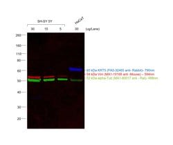 Invitrogen Goat anti-Mouse IgM (Heavy chain) Cross-Adsorbed Secondary Antibody,