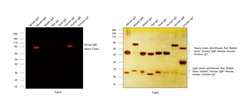 Invitrogen Goat anti-Mouse IgM (Heavy chain) Cross-Adsorbed Secondary Antibody,