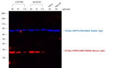 Invitrogen F(ab')2-Goat anti-Mouse IgG (H+L) Cross-Adsorbed Secondary Antibody,