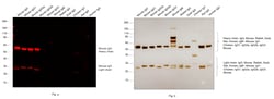 Invitrogen F(ab')2-Goat anti-Mouse IgG (H+L) Cross-Adsorbed Secondary Antibody,