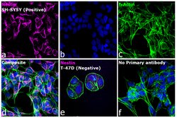 Invitrogen Goat anti-Mouse IgG (H+L) Highly Cross-Adsorbed Secondary Antibody,