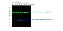 Invitrogen Goat anti-Mouse IgG (H+L) Highly Cross-Adsorbed Secondary Antibody,