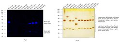 Invitrogen Goat anti-Mouse IgG (H+L) Highly Cross-Adsorbed Secondary Antibody,