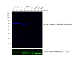 Invitrogen Goat anti-Mouse IgG (H+L) Cross-Adsorbed Secondary Antibody,