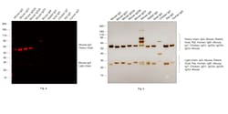 Invitrogen Goat anti-Mouse IgG (H+L) Cross-Adsorbed Secondary Antibody,