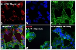 Invitrogen Goat anti-Mouse IgG (H+L) Highly Cross-Adsorbed Secondary Antibody,