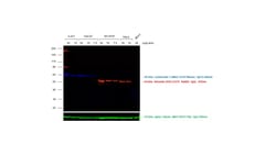 Invitrogen Goat anti-Mouse IgG (H+L) Highly Cross-Adsorbed Secondary Antibody,
