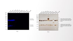 Invitrogen Goat anti-Mouse IgG (H+L) Highly Cross-Adsorbed Secondary Antibody,