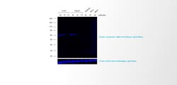 Invitrogen™ Rabbit anti-Mouse IgG (H+L) Cross-Adsorbed Secondary Antibody, Alexa Fluor™ 680