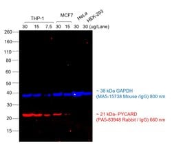 Invitrogen Goat anti-Rabbit IgG (H+L) Cross-Adsorbed Secondary Antibody,
