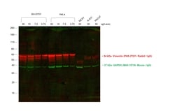 Invitrogen Goat anti-Rabbit IgG (H+L) Highly Cross-Adsorbed Secondary Antibody,