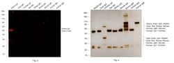 Invitrogen Goat anti-Rabbit IgG (H+L) Highly Cross-Adsorbed Secondary Antibody,