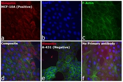 Invitrogen F(ab')2-Goat anti-Rabbit IgG (H+L) Cross-Adsorbed Secondary