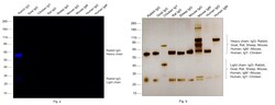 Invitrogen F(ab')2-Goat anti-Rabbit IgG (H+L) Cross-Adsorbed Secondary
