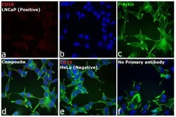 Invitrogen™ Donkey anti-Goat IgG (H+L) Cross-Adsorbed Secondary Antibody, Alexa Fluor™ 680