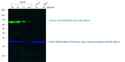 Invitrogen Donkey anti-Goat IgG (H+L) Cross-Adsorbed Secondary Antibody,