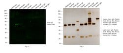 Invitrogen Donkey anti-Goat IgG (H+L) Cross-Adsorbed Secondary Antibody,