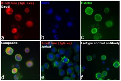 Invitrogen Goat anti-Human IgG (H+L) Cross-Adsorbed Secondary Antibody,