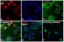 Invitrogen Goat anti-Human IgG (H+L) Cross-Adsorbed Secondary Antibody,