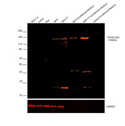 Invitrogen Goat anti-Human IgG (H+L) Cross-Adsorbed Secondary Antibody,