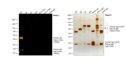 Invitrogen Goat anti-Human IgG (H+L) Cross-Adsorbed Secondary Antibody,