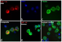 Invitrogen Goat anti-Human IgG (H+L) Cross-Adsorbed Secondary Antibody,