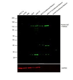 Invitrogen Goat anti-Human IgG (H+L) Cross-Adsorbed Secondary Antibody,