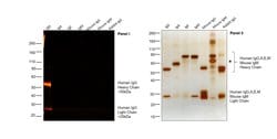 Invitrogen Goat anti-Human IgG (H+L) Cross-Adsorbed Secondary Antibody,