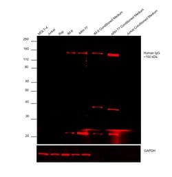 Invitrogen Goat anti-Human IgG (H+L) Cross-Adsorbed Secondary Antibody,